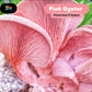 Premium Grow Kit - Pink Oyster