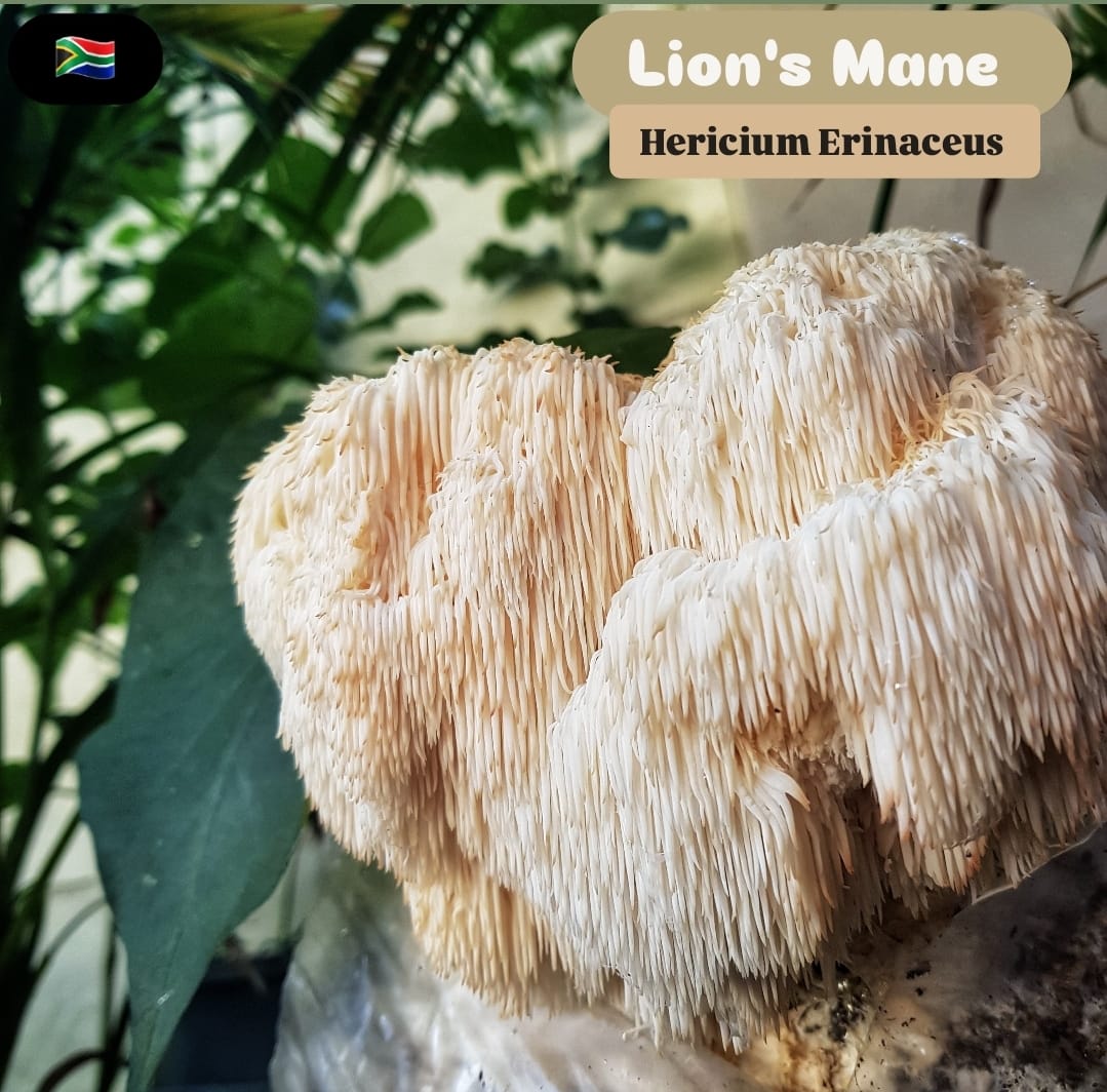 100% Pure Lion's Mane powder - Health supplement