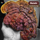 Premium Grow Kit - Reishi