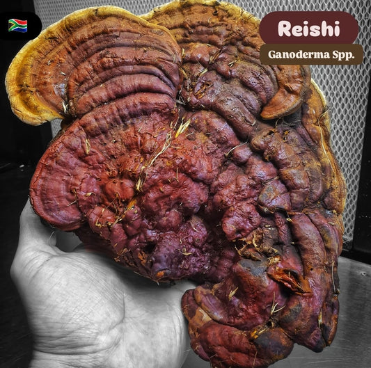 Premium Grow Kit - Reishi